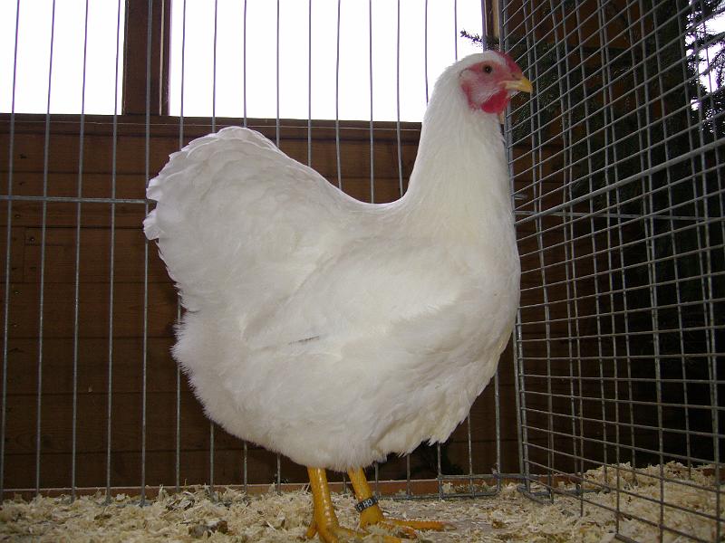 Kreisschau Coesfeld 2008 022.jpg - Wyandotten weiss von Walter Scharphoff Preis V 97  BM